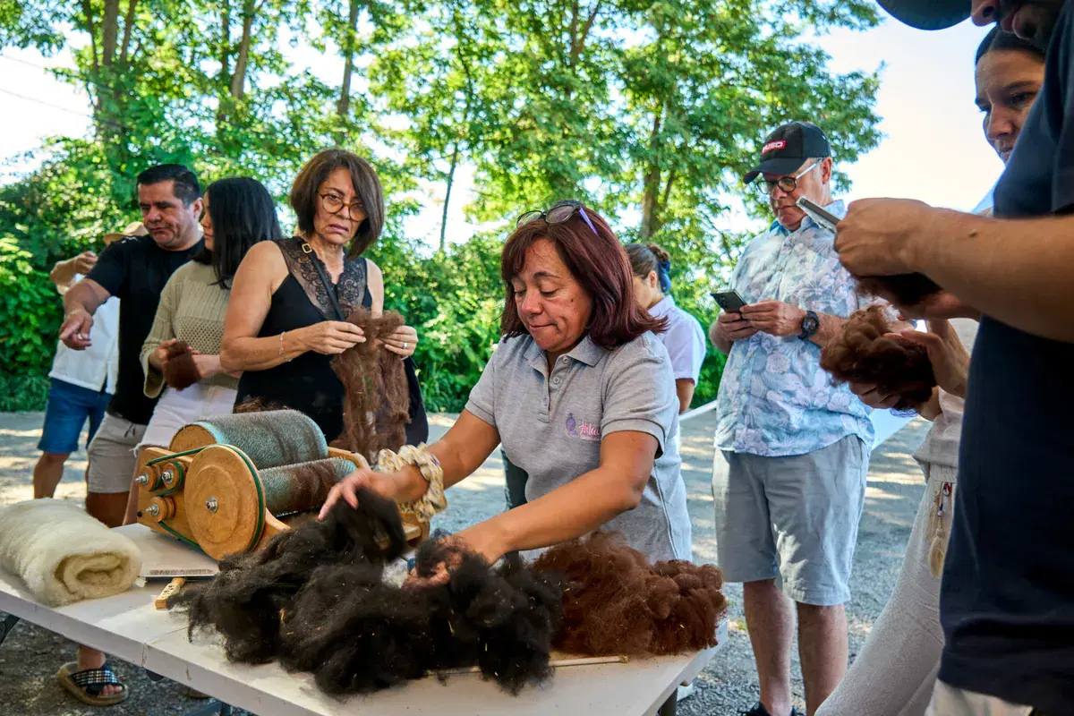 An artisan spreads brown and black alpaca fibre across the carding table