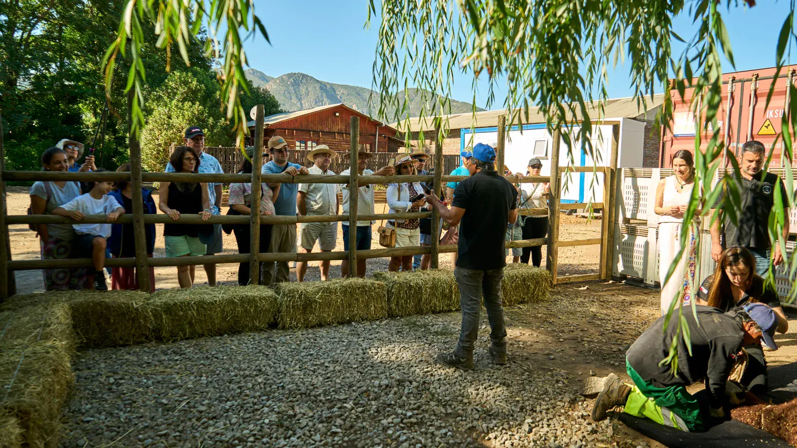 Visitors leaning on the fence watch the shearing demonstration in the pen, with the mountains behind