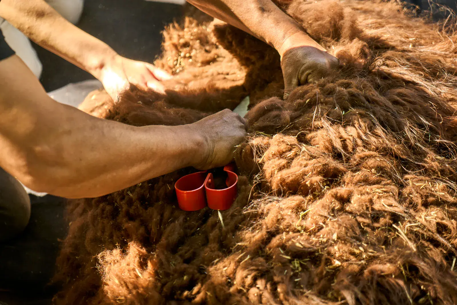 Hands part an alpaca's fleece with red-handled shears
