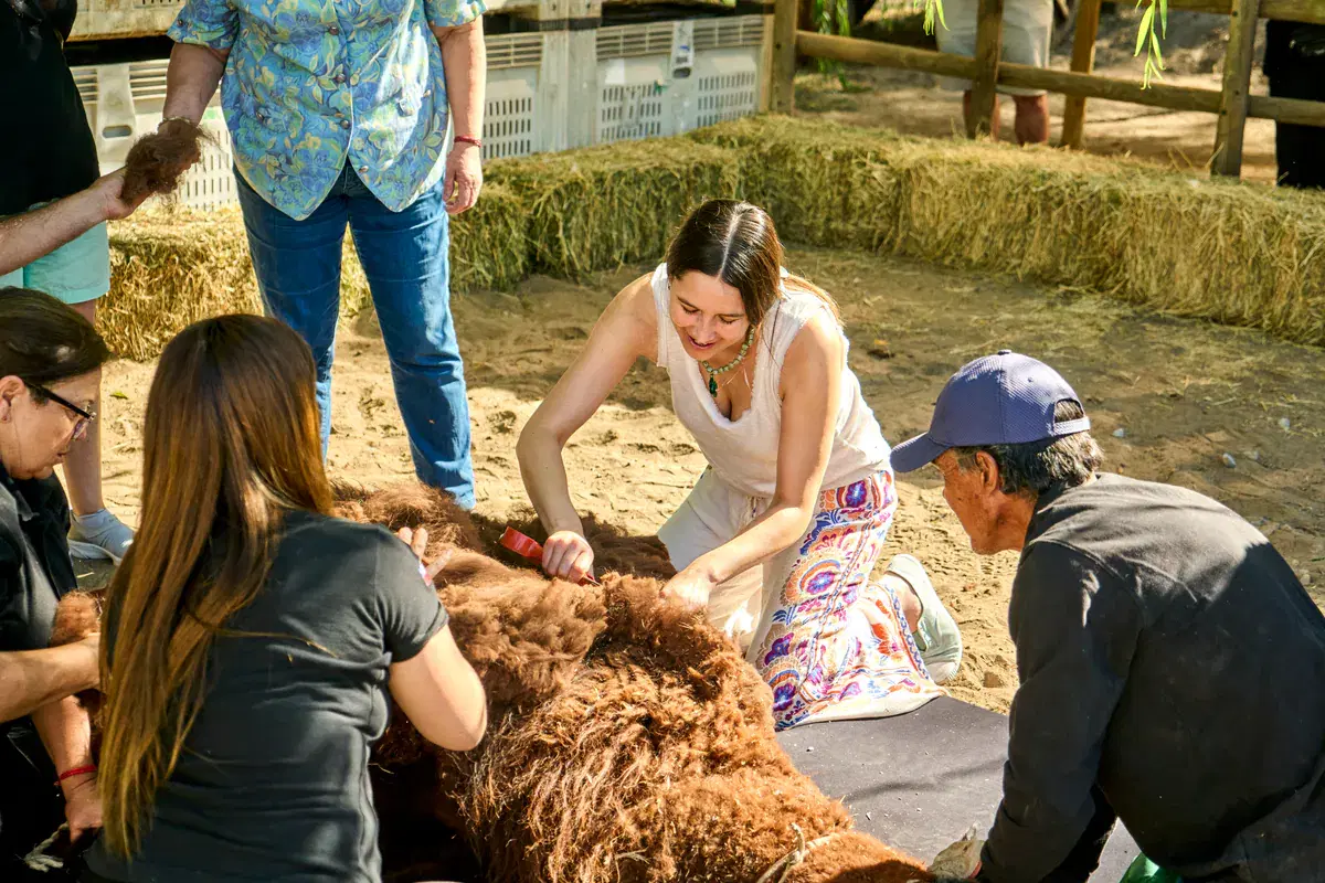 Several participants shear an alpaca together, guided by the winery team