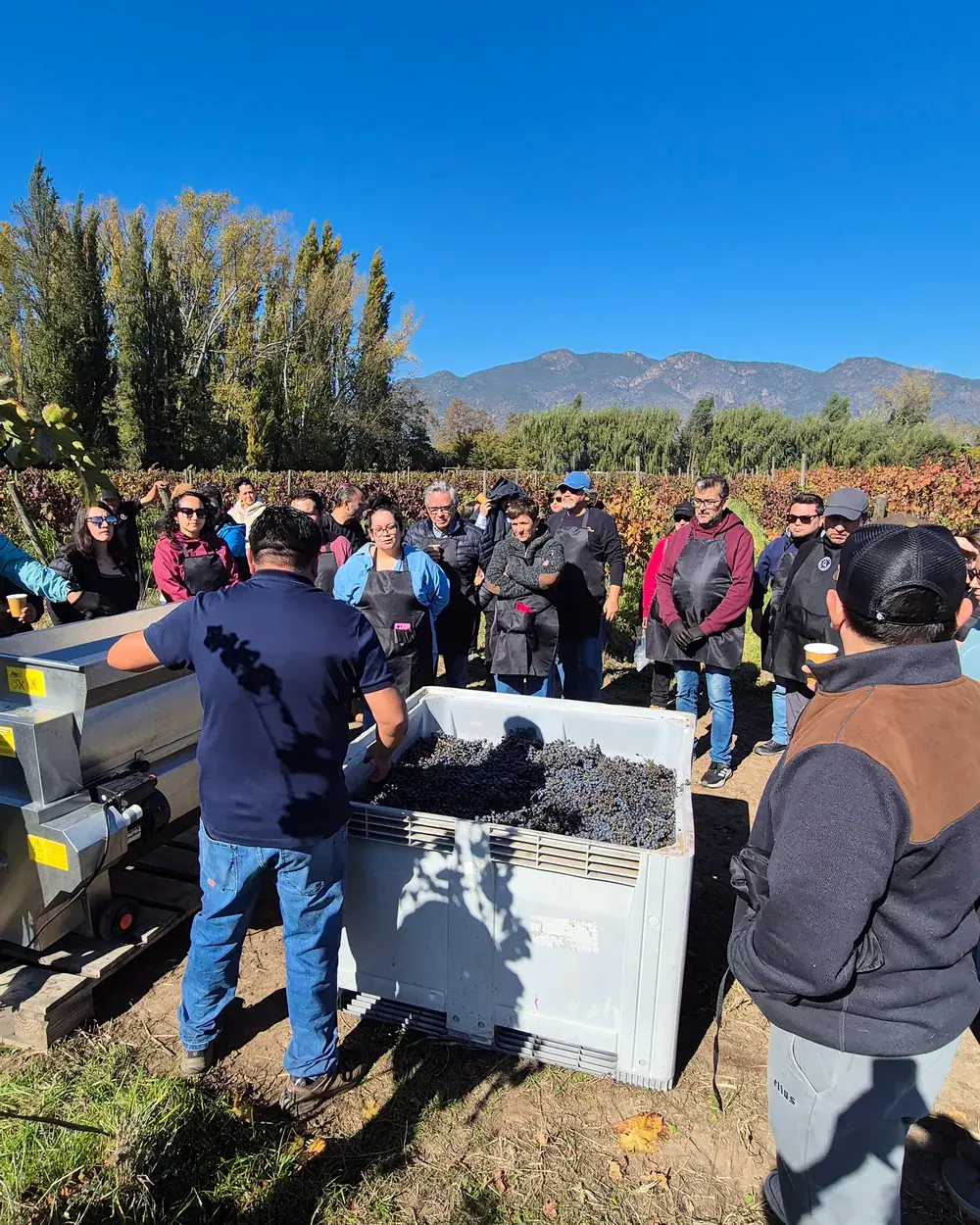 El equipo de la viña explica el trabajo junto al bin de uva, con la cordillera al fondo