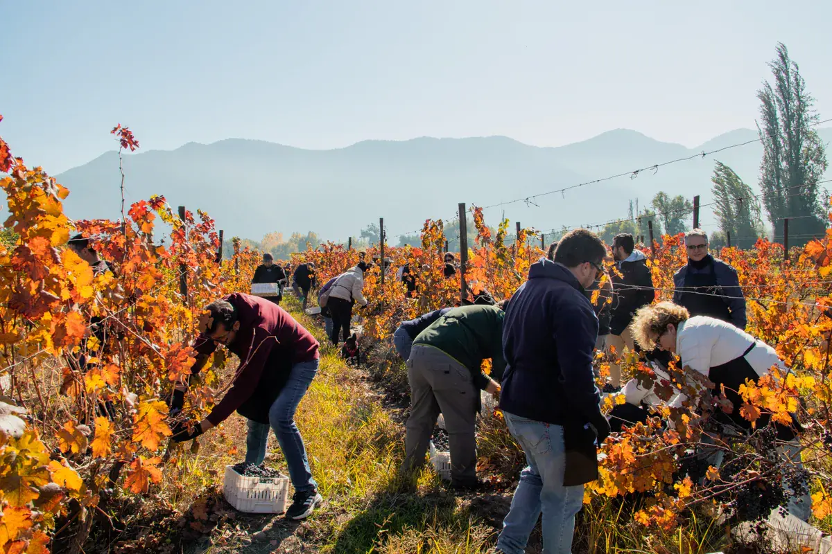 Guests cutting grape bunches between rows of autumn vines, with the mountains behind
