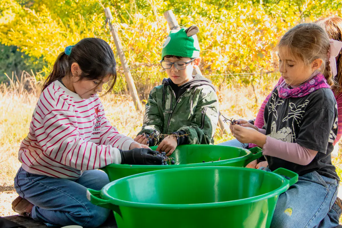 Three children pulling the grapes off the bunch into green tubs, among the vines