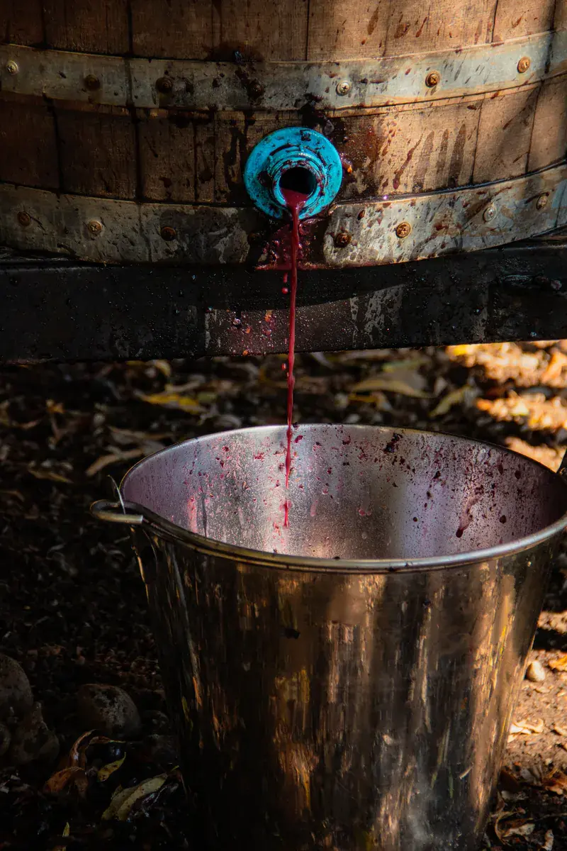 El mosto corre desde la canilla de la barrica hasta un balde de acero