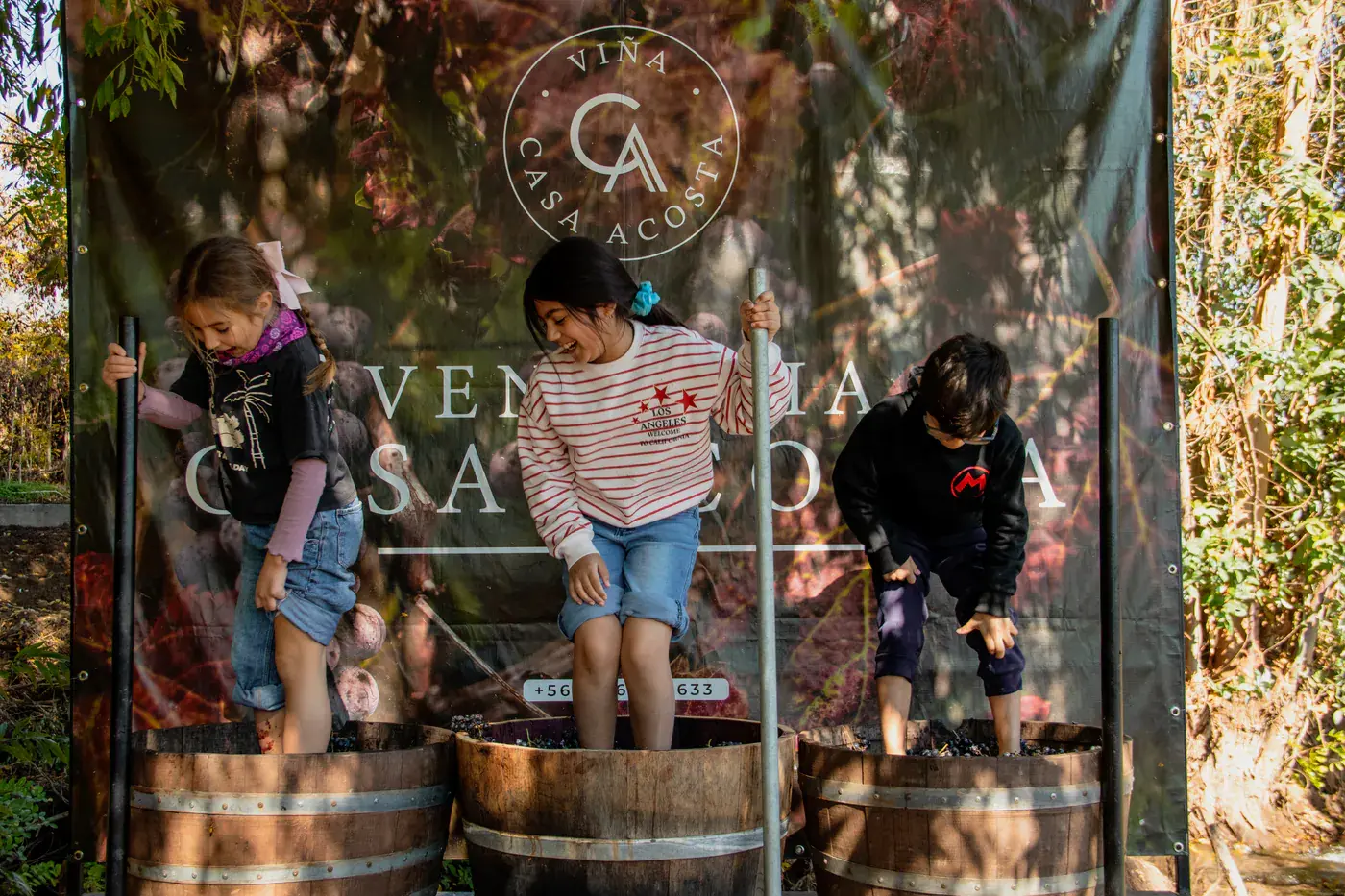 Three children treading grapes in barrels, in front of the Casa Acosta harvest banner