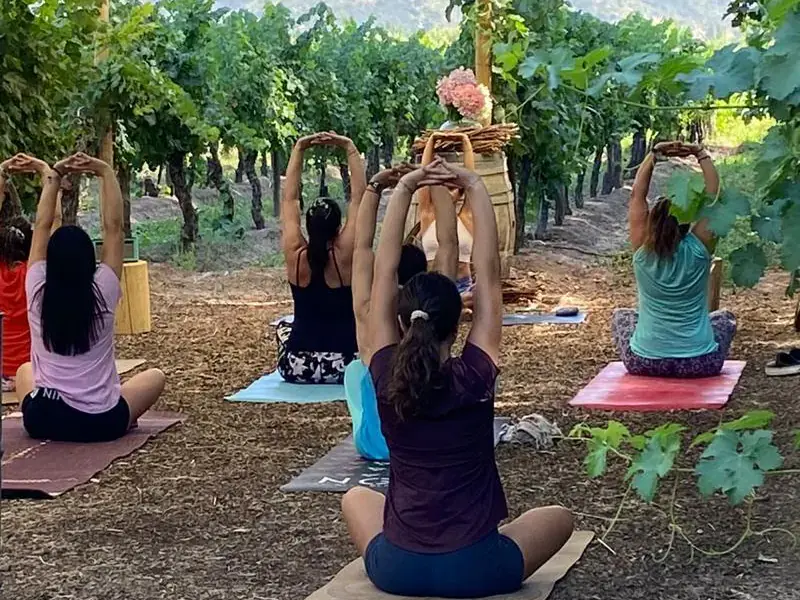 A group seated on their mats stretches their arms overhead, seen from behind, among the vines