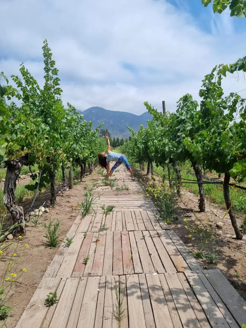A yoga pose on the wooden walkway between the vines at Viña Casa Acosta, in San Vicente de Tagua Tagua, with the mountains behind