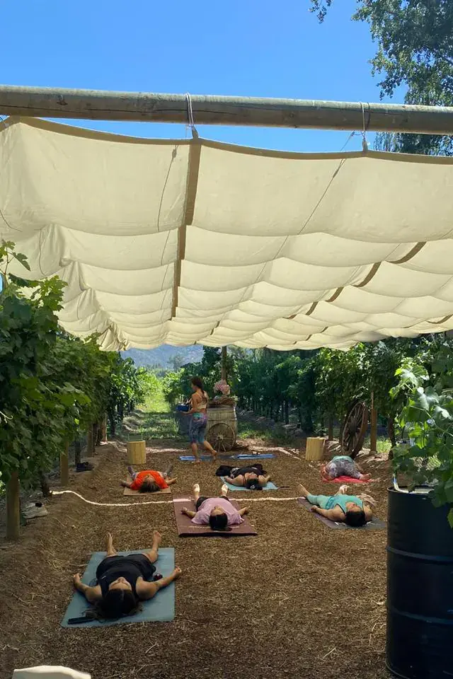 Participants during the relaxation of Yoga among the Vines, lying on their mats under the canopy