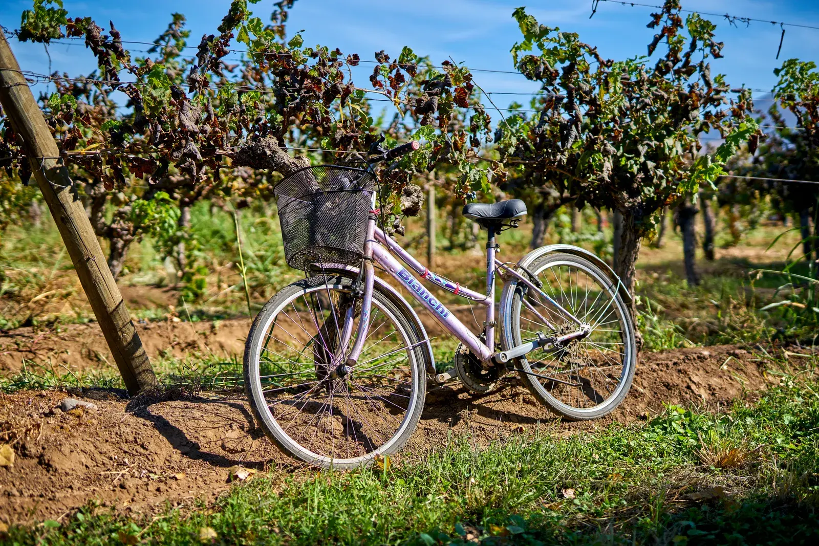 Bicicleta retro con canasto apoyada en un poste entre las parras de la viña