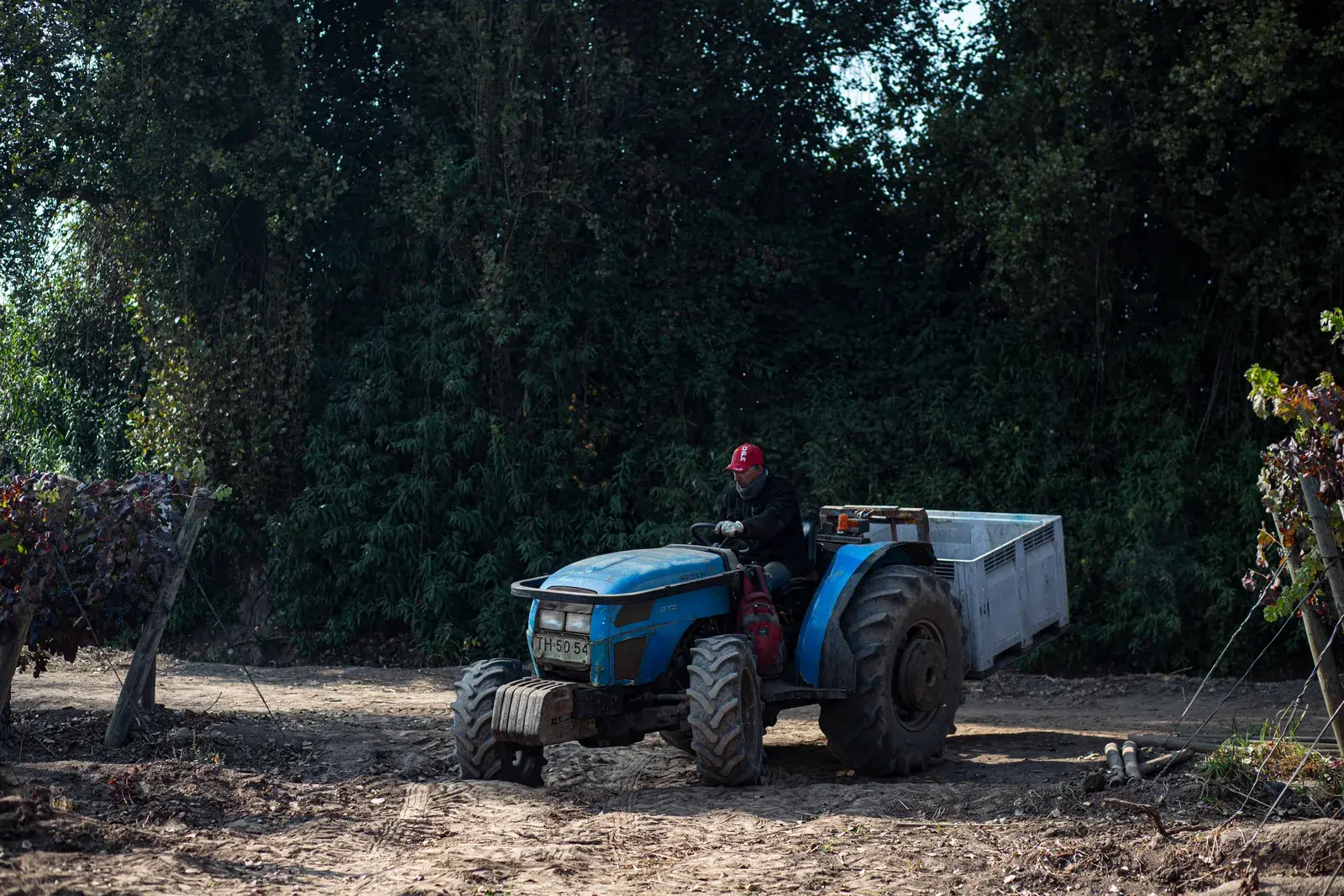 Nelson Acosta trabajando la tierra en su tractor