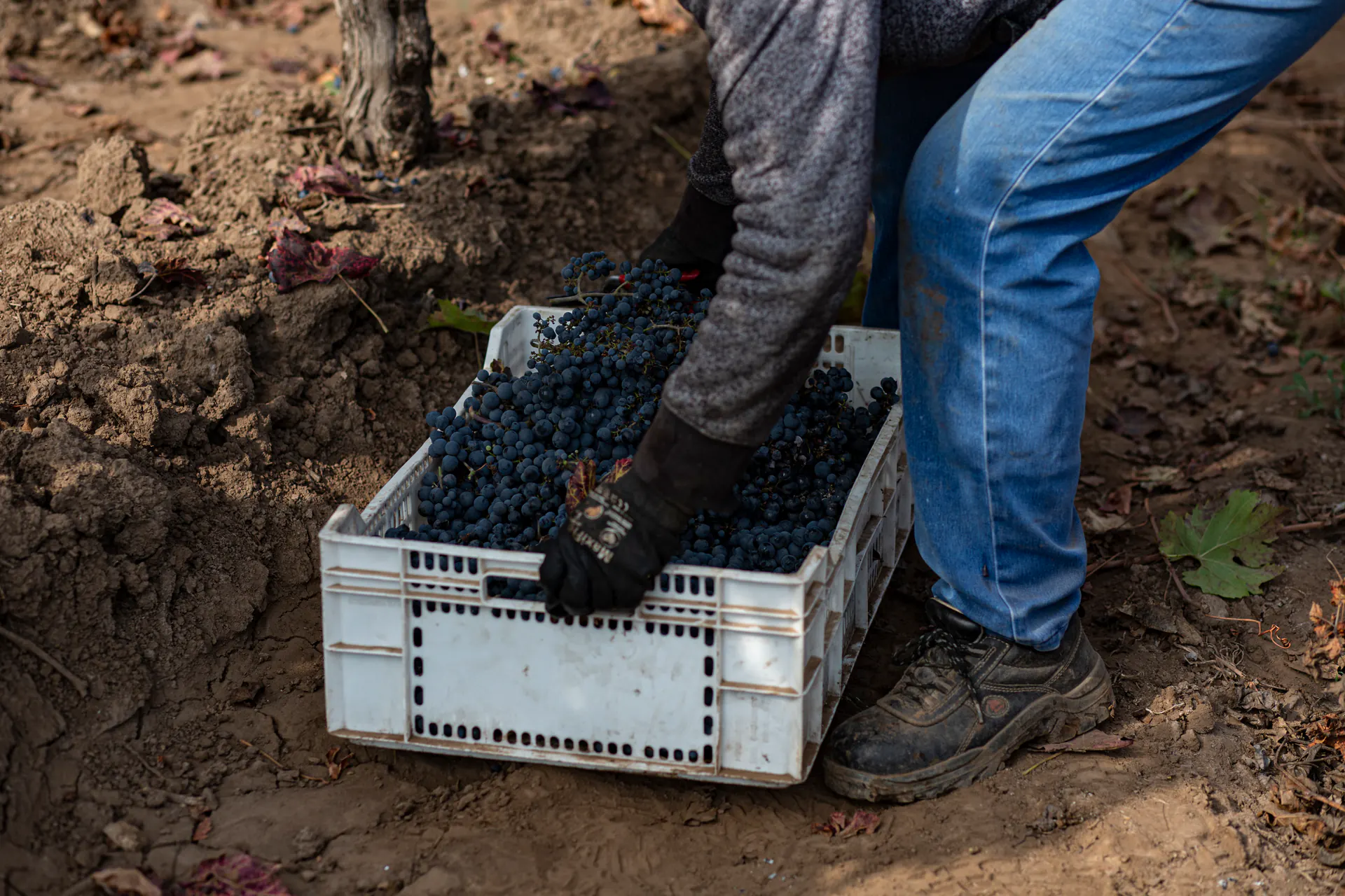 A harvest worker sets down a crate full of freshly cut grape bunches between the vineyard rows